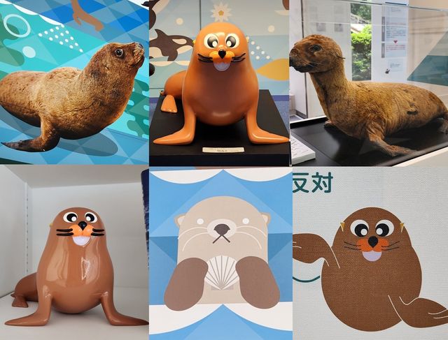 일본 국립 영토주권전시관에서 독도 강치 활용한 전시