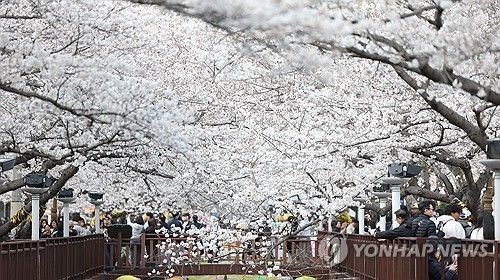 진해 여좌천 벚꽃 터널