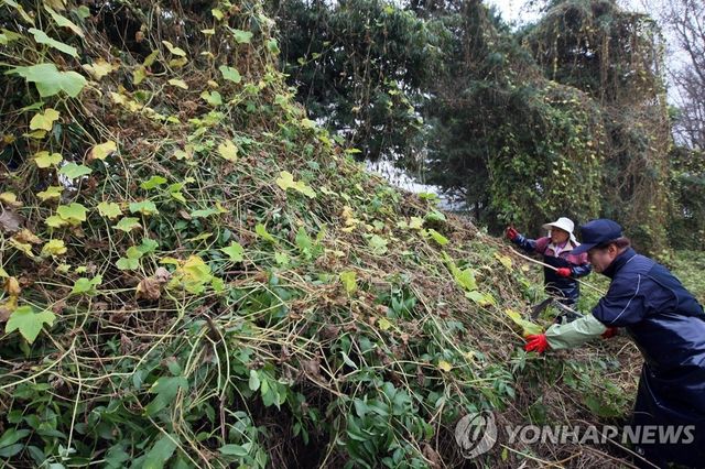 춘천 외래식물 가시박 제거 `골머리'
