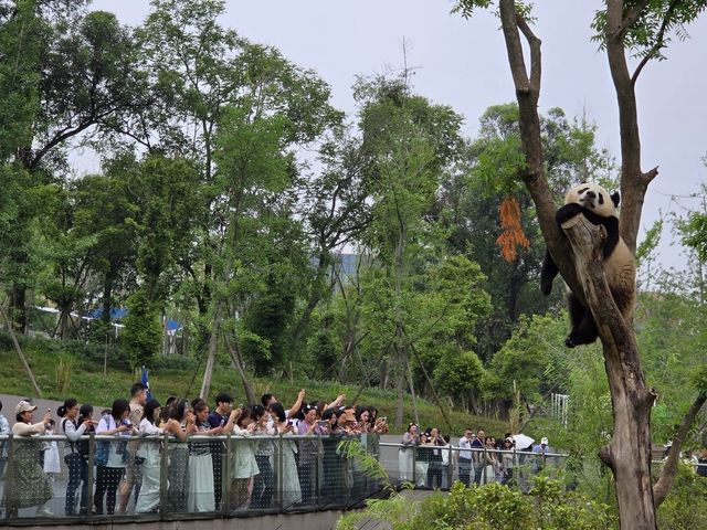청두 자이언트판다 번식연구기지에 모인 인파