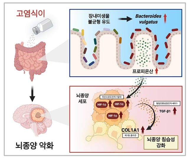 고염식이의 뇌종양 악화 모식도