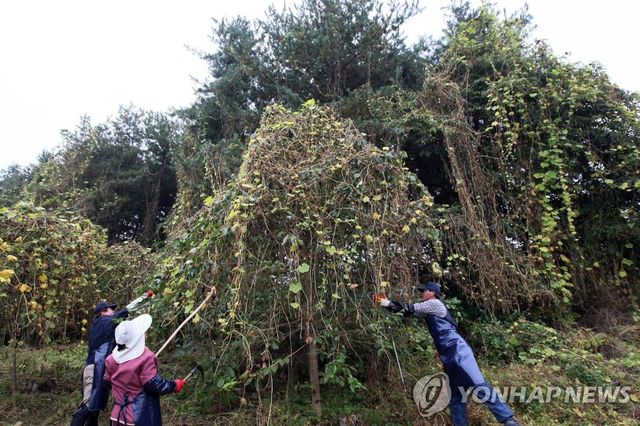 춘천 외래식물 가시박 제거 `골머리'