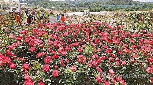 장미 배경으로 인생 사진