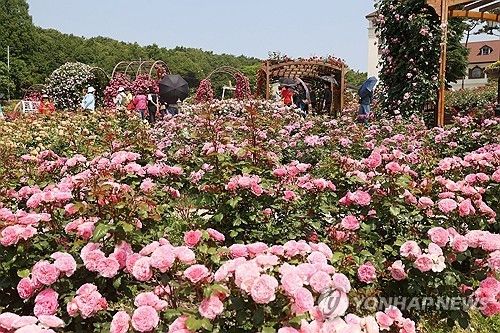 임실 장미원 가득 메운 장미