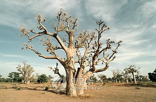 아프리카 세네갈의 바오바브 나무