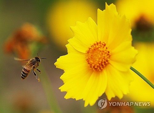 활짝 핀 금계국과 꿀벌