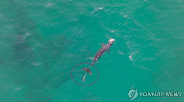 폐어구(원 안) 감긴 채 헤엄치는 제주 남방큰돌고래