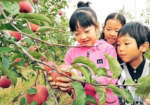 예산 사과 따기 체험