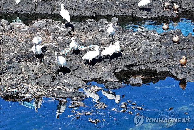 '청정제주라 하더니'…슬픈 저어새