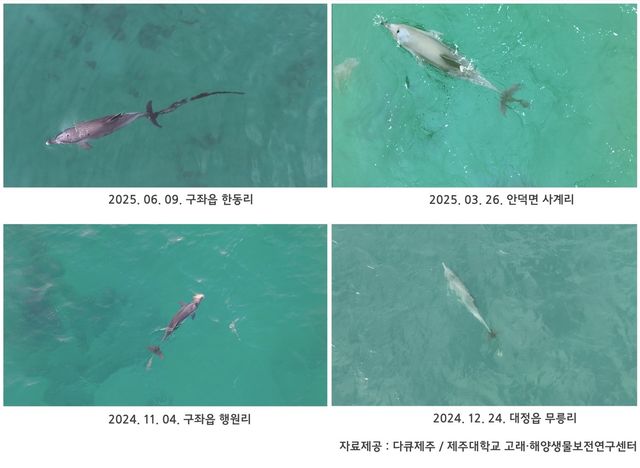 꼬리에 폐어구가 얽힌 채 목격된 남방큰돌고래 '행운'