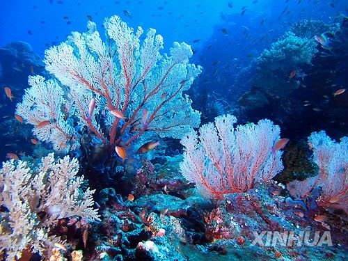 인도네시아 산호초