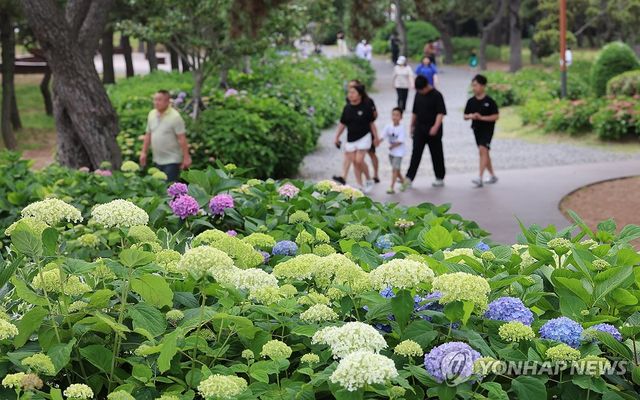 여름의 전령 수국