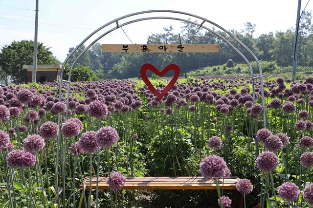 전남 강진군 작천면 부흥마을 코끼리마늘꽃