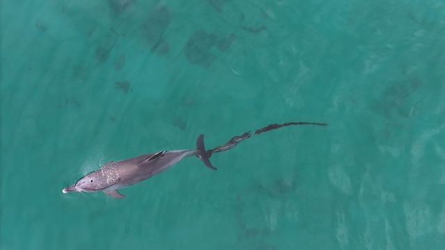 9일 제주시 구좌읍 한동리 해상에서 꼬리에 폐어구가 얽힌 채 목격된 남방큰돌고래