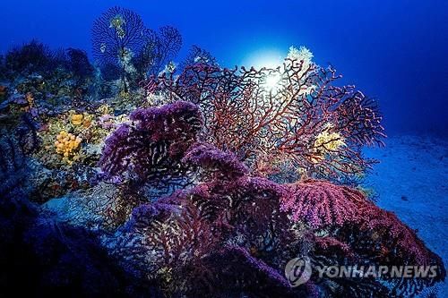 그리스 푸르노이 섬 연안의 산호초