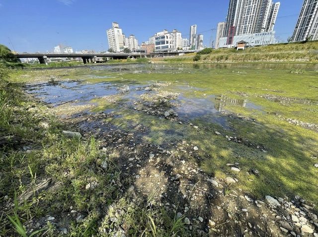 녹조가 낀 유등천