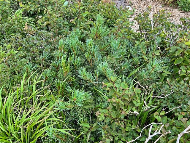 설악산 눈잣나무 복원시험지