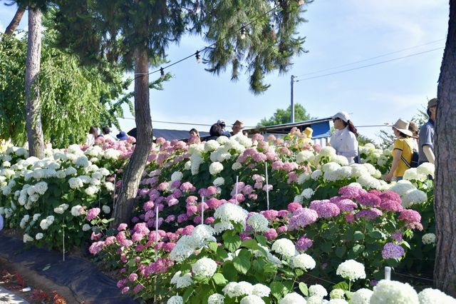 지난해 열린 유구색동수국정원 꽃축제 