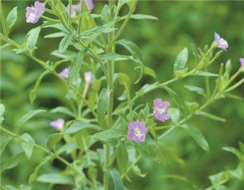 큰바늘꽃. [국립낙동강생물자원관 제공. 재판매 및 DB 금지]