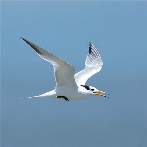 뿔제비갈매기. [환경부 제공. 재판매 및 DB 금지]