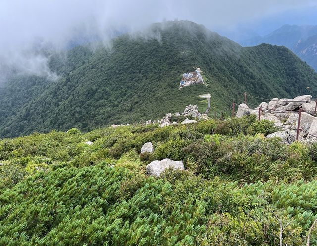 설악산 대청봉서 자라는 눈잣나무