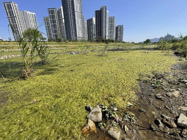 녹조가 낀 유등천
