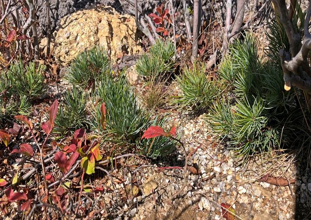설악산 눈잣나무 복원시험지 