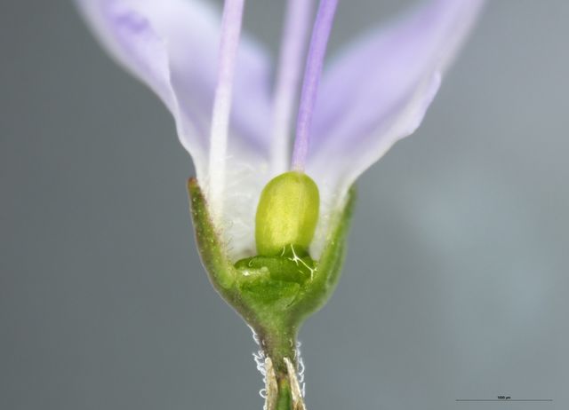 산꼬리풀꽃 단면_꽃받침에 고여 있는 꽃꿀