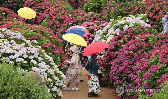 제주, 이른 장마 시작