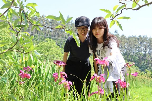 천리포수목원에 만개한 꽃창포