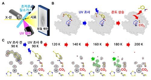 실험설계 과정도 및 효소의 구조 변화도