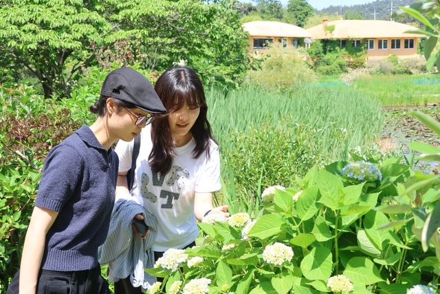 꽃잎 물들기 시작한 수국