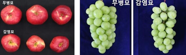 홍로 사과와 샤인머스캣 포도의 무병화 효과 비교