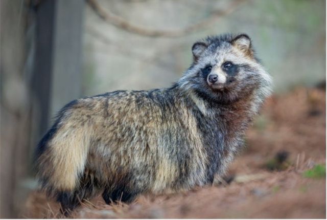 야생 너구리. [국립생물자원관 제공. 재판매 및 DB 금지] 