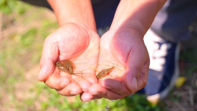 긴꼬리투구새우 