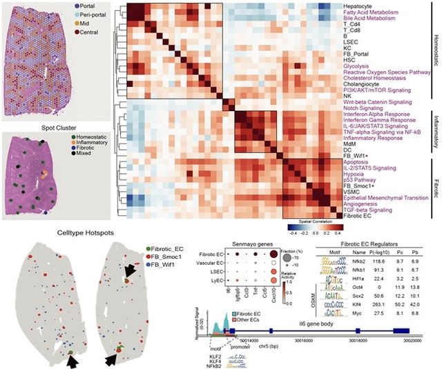 간 내 노화 신호의 공간적 정의 