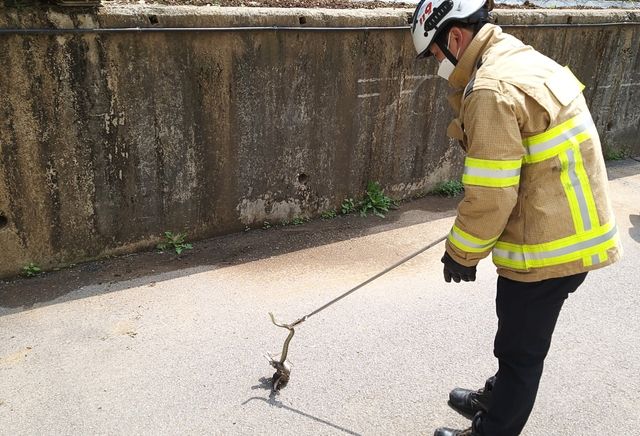 뱀 포획하는 소방대원