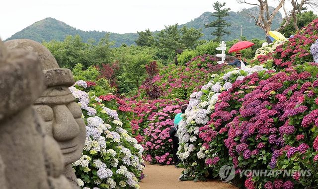 제주, 이른 장마 시작