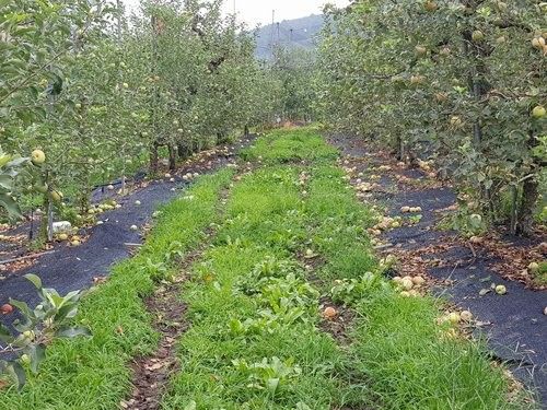 장마와 폭우·태풍으로 떨어진 사과