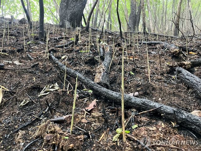 산불 뚫고 자란 산죽