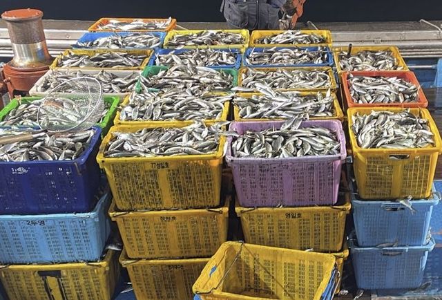 동해에서 잡힌 전갱이