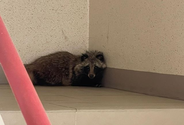 광주 한 아파트 계단서 발견된 너구리