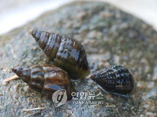 서울 성내천서 20년만에 '재첩' 출현