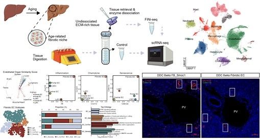 노화된 간 조직에서 섬유화 영역을 분리해 분석하는 모습 
