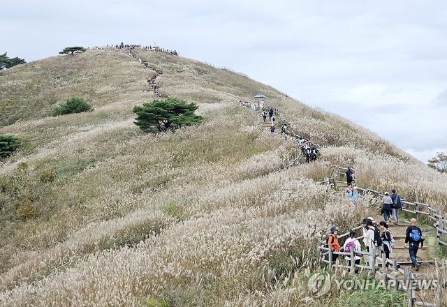 억새 천국 정선 민둥산