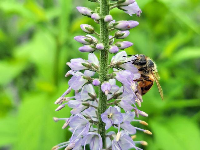 산꼬리풀 꽃꿀 모으는 꿀벌