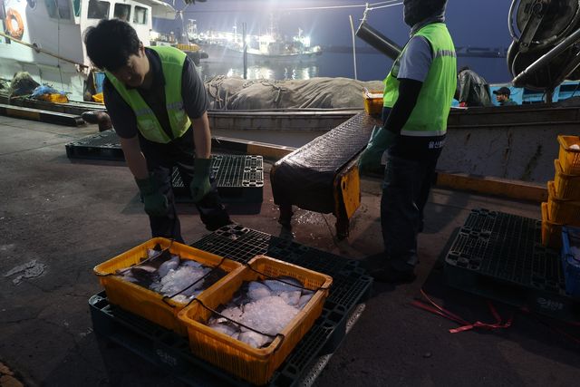 용가자미 하역 작업