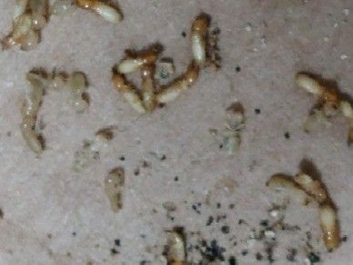 작년 4월 서울 금천구에 있는 물류창고에서 발견된 외래 흰개미의 모습