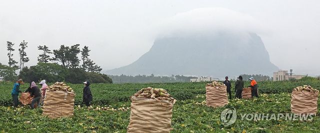 장맛비 속 무 수확