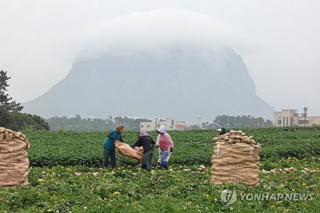 장맛비 속 무 수확